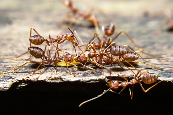 如何防范红火蚁入侵，有效防治红火蚁的措施！
