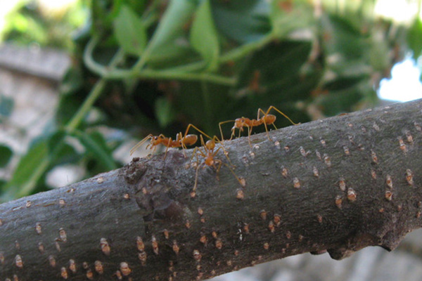 为什么红火蚁必须尽早防治，红火蚁的危害有多大？