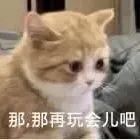 抑制母猫发情只需要一根棉签？