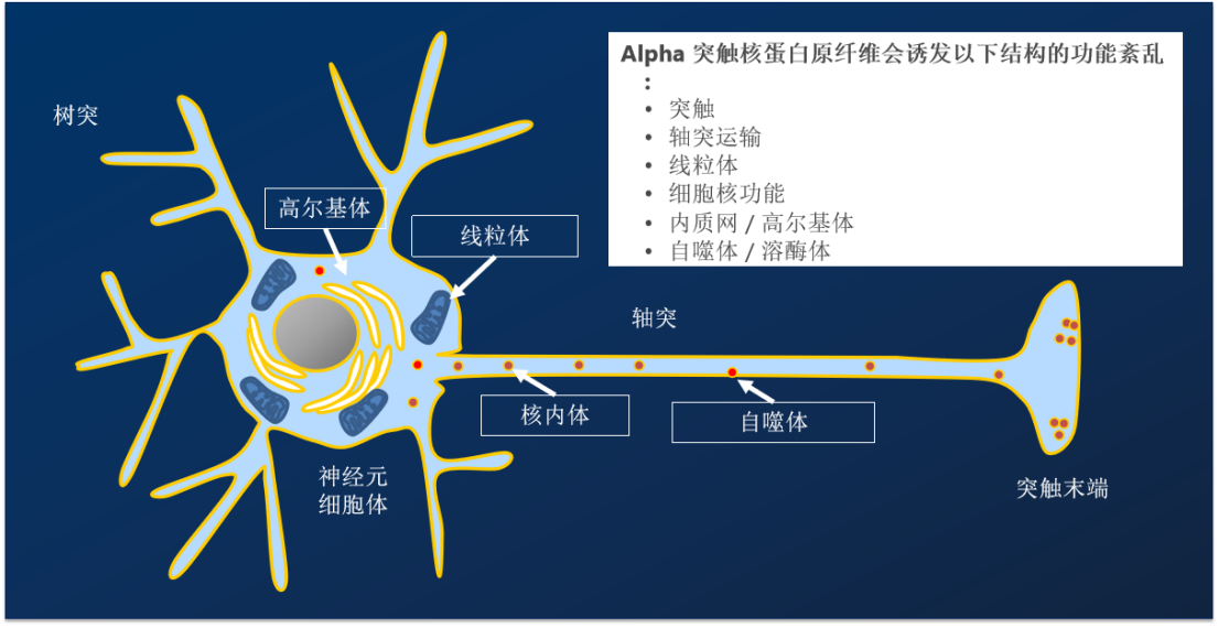 Stressmarq——Alpha突触核蛋白&神经退行性疾病