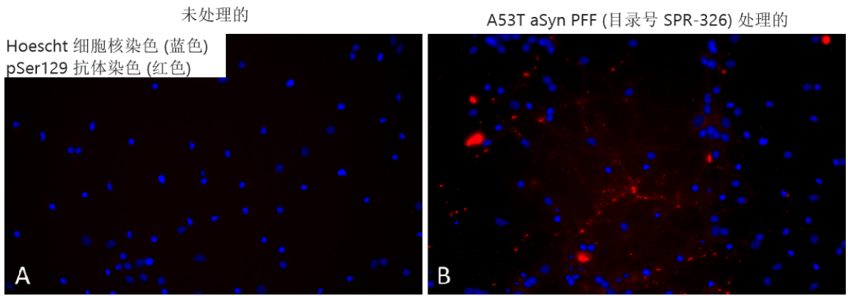 StressMarq的Alpha 突触核蛋白A53T 突变型PFF