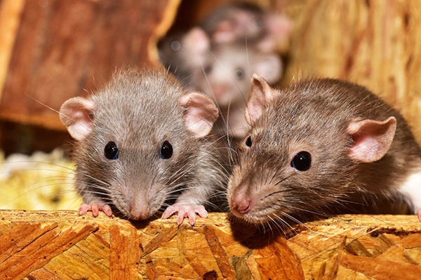 老鼠为什么消灭不干净，灭鼠工作的难点在哪里？