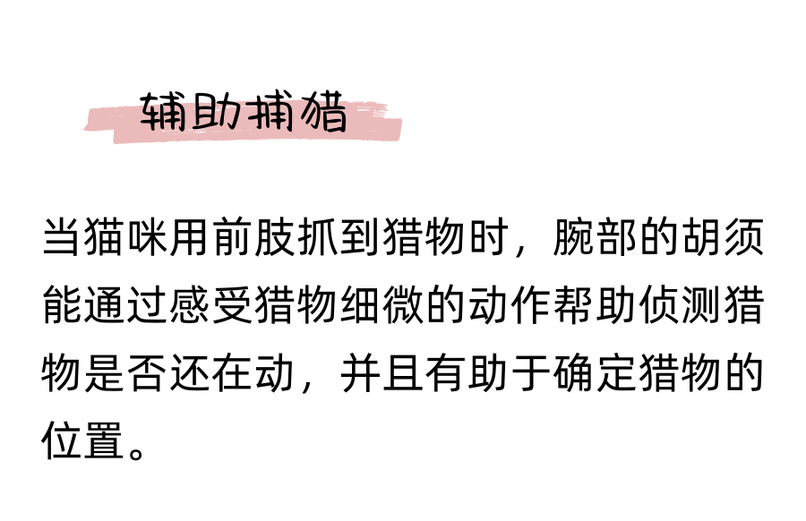 你以为猫咪的胡须只长在脸上吗？