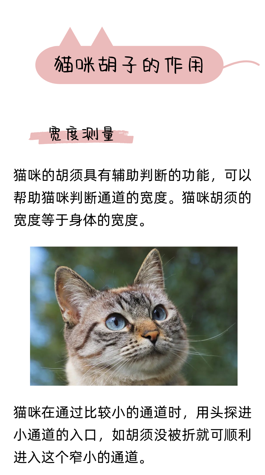 你以为猫咪的胡须只长在脸上吗？