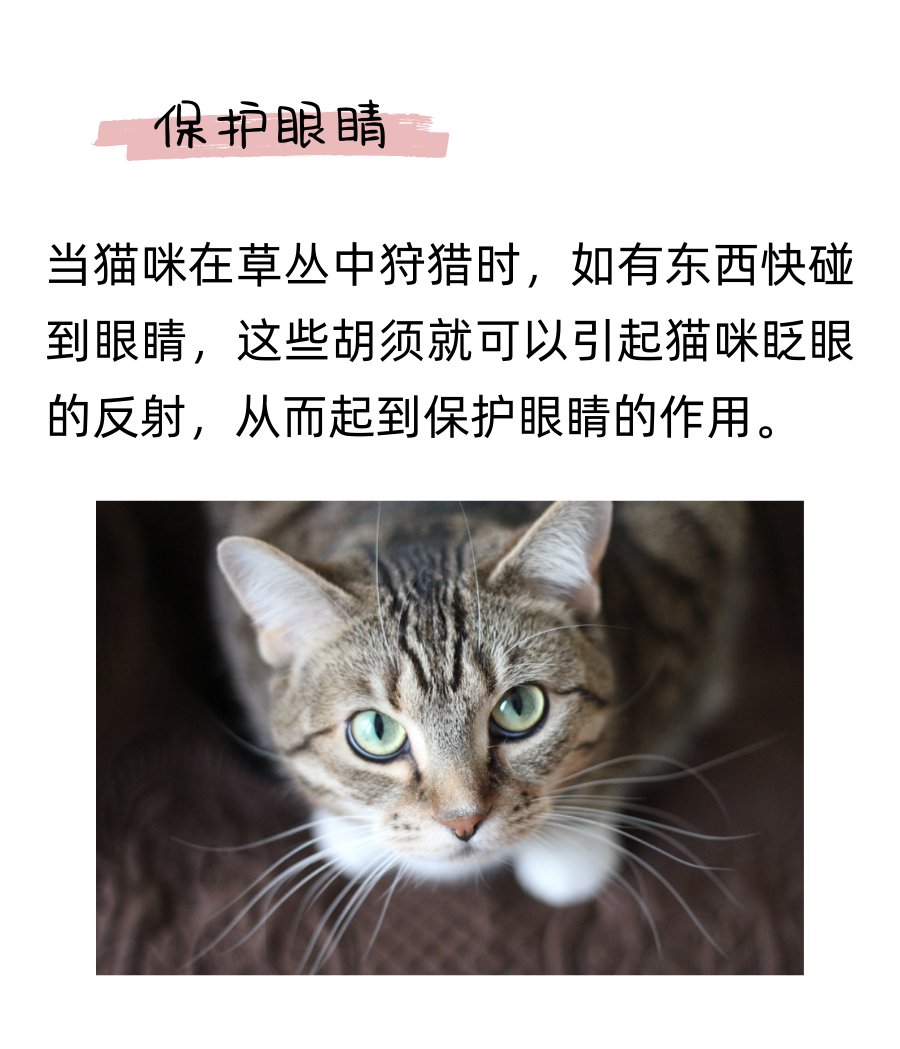 你以为猫咪的胡须只长在脸上吗？