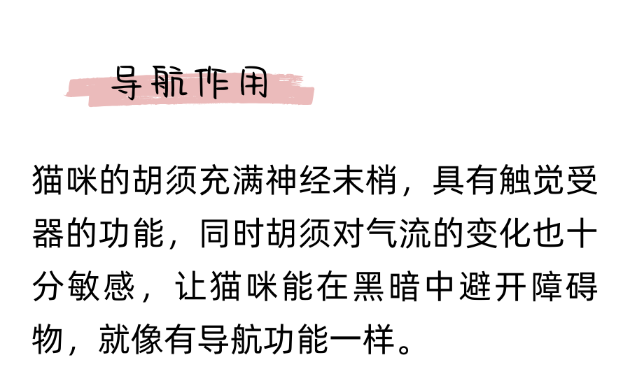 你以为猫咪的胡须只长在脸上吗？