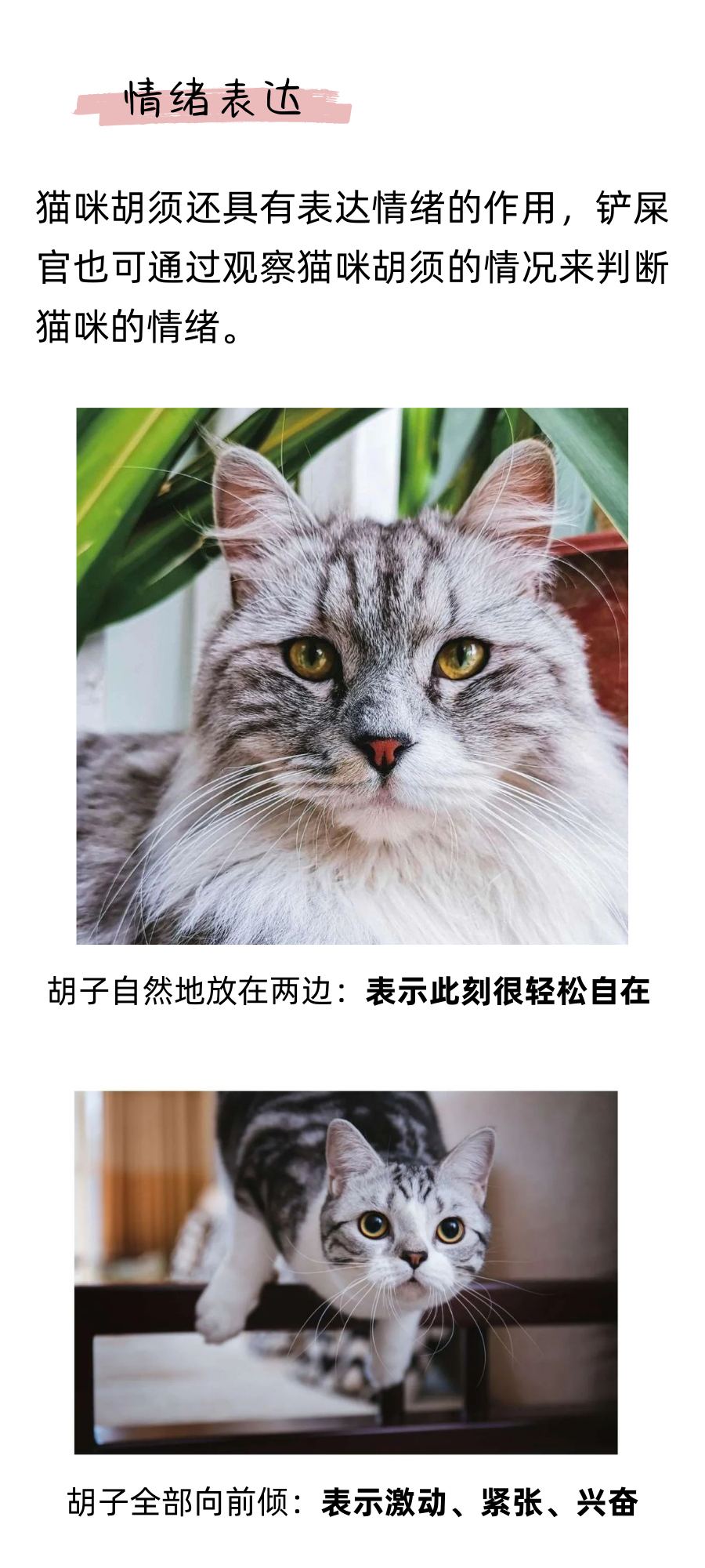 你以为猫咪的胡须只长在脸上吗？