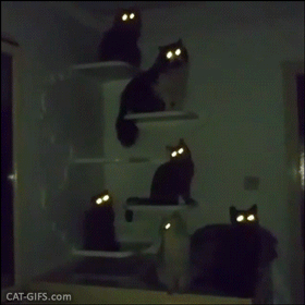 为什么猫咪的眼睛夜里会发光？