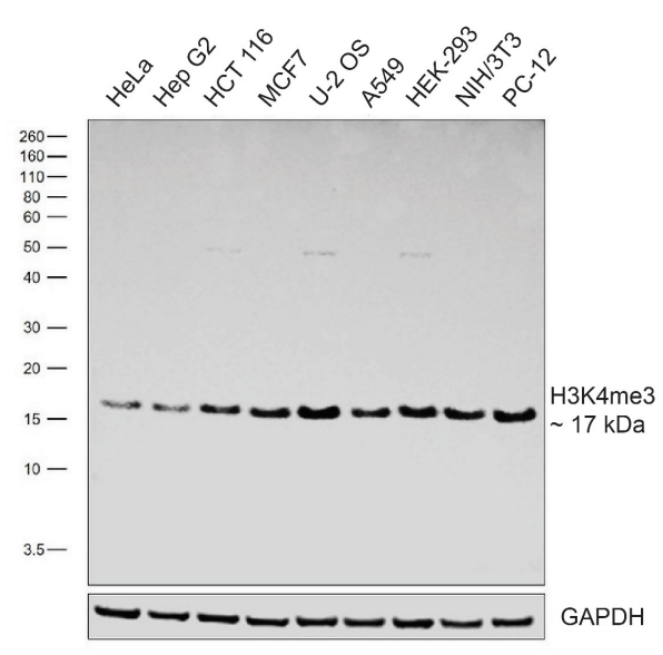 Epicypher热销产品——Histone H3K4me3 Antibody, SNAP-Certified™ for CUT&RUN and ChIP