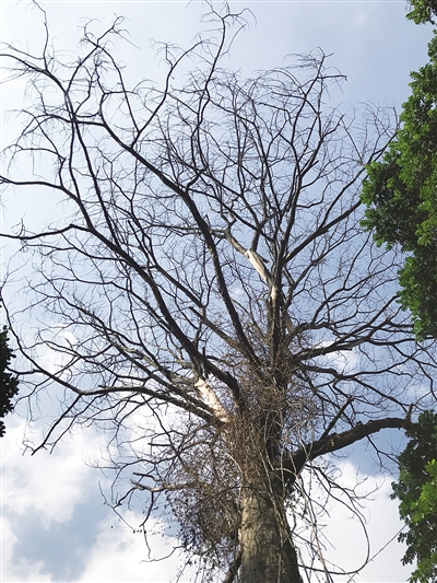 “全球沸腾”时代，如何拯救“渴”死的树？