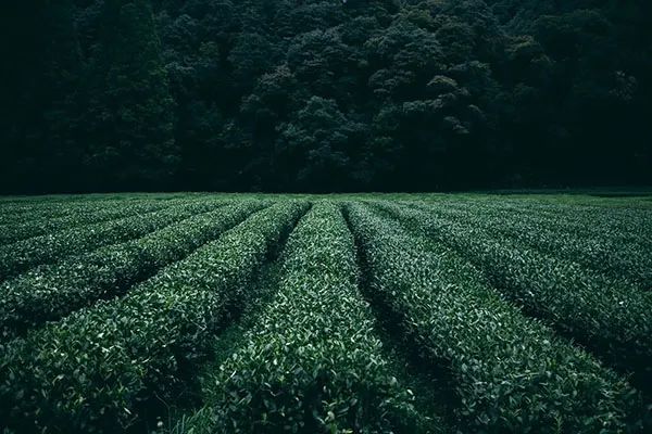 茶旅融合之路怎么走？