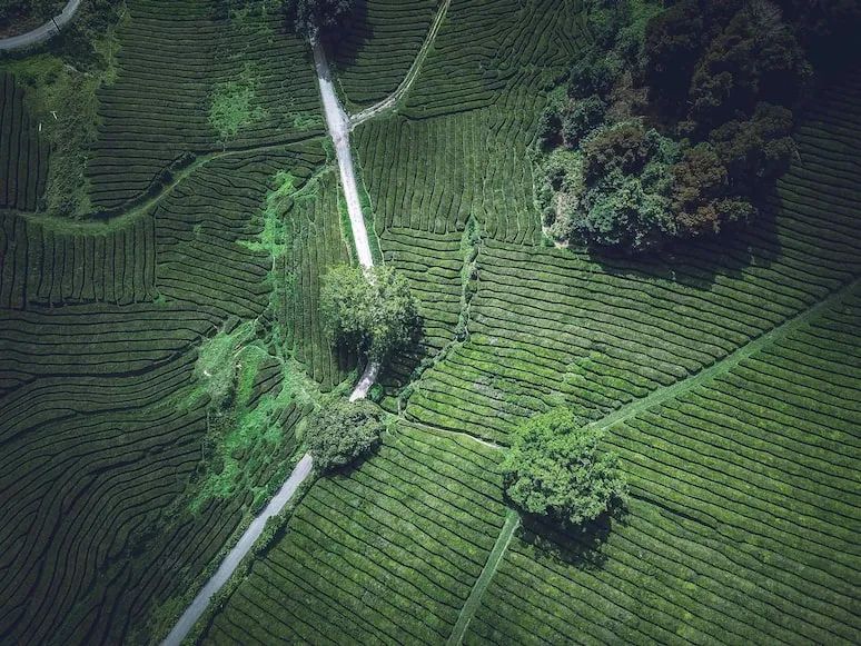 且将新火试新茶——如何推动茶旅融合发展？