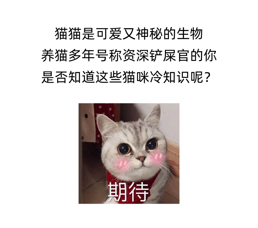 一人一个猫咪冷知识！我先说6个！