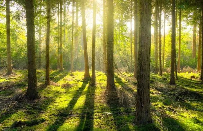 “十四五”我们如何发展森林产业？