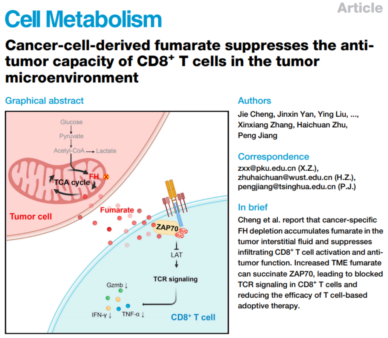 高分文献解读｜肿瘤来源延胡索酸抑制 CD8+T 细胞在肿瘤微环境中的抗肿瘤能力