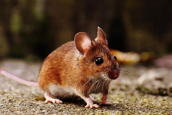 老鼠对生活环境有何影响？如何有效预防？