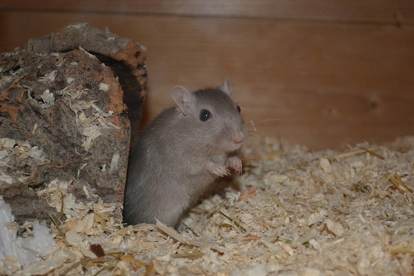 老鼠对生活环境有何影响？如何有效预防？