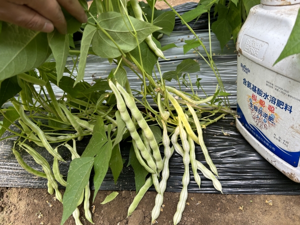 芸豆种植如何选择高品质水溶肥