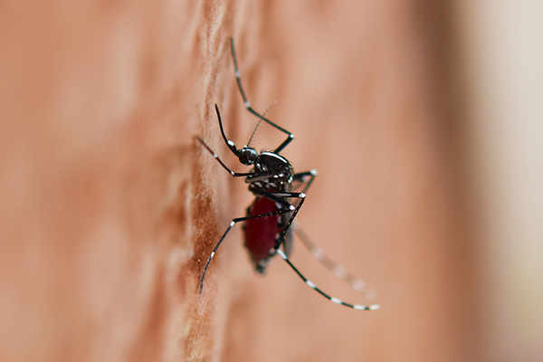 冬季蚊虫：它们是如何生存的？该如何防治？