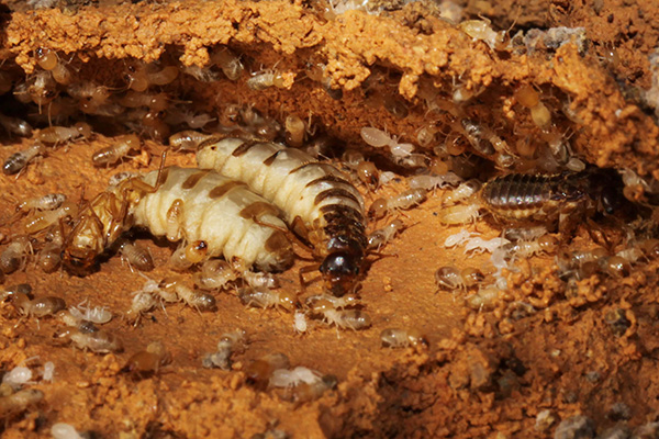 白蚁为何成为“隐形杀手”？揭秘其危害及防治措施！
