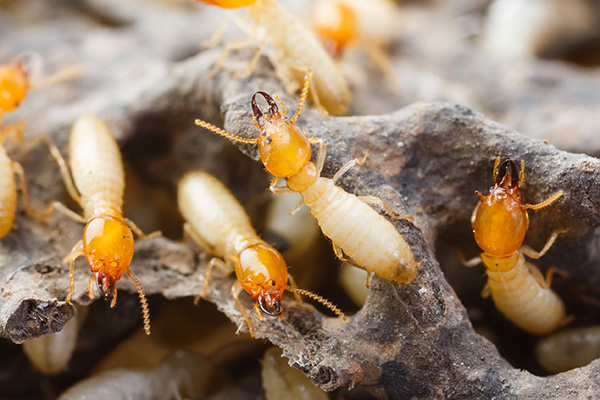 白蚁危害大揭秘：你是否知道它们的危害？
