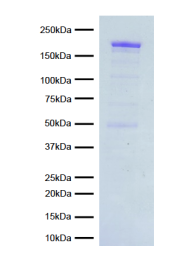 Epicypher热销产品——SMARCA2 Chromatin Remodeling Enzyme (Human BRM)