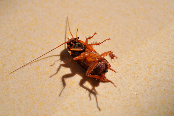 为什么天气冷了家里还有蟑螂，蟑螂不是热天才有的吗？ 