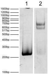 Epicypher热销产品——EpiDyne-FRET Nucleosome Remodeling Assay Substrate