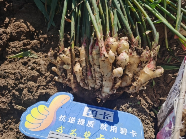 大姜種植到收獲管理，明年大姜該怎么種？