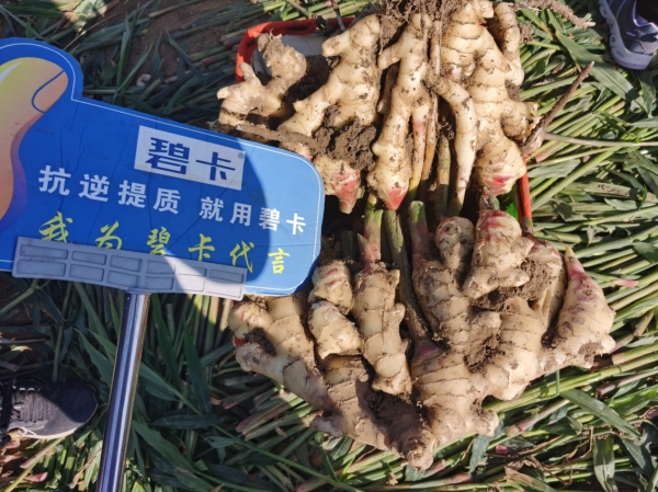 大姜種植到收獲管理，明年大姜該怎么種？