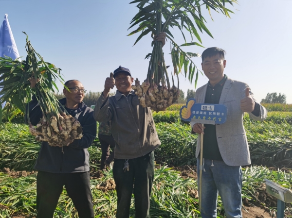 大姜種植到收獲管理，明年大姜該怎么種？