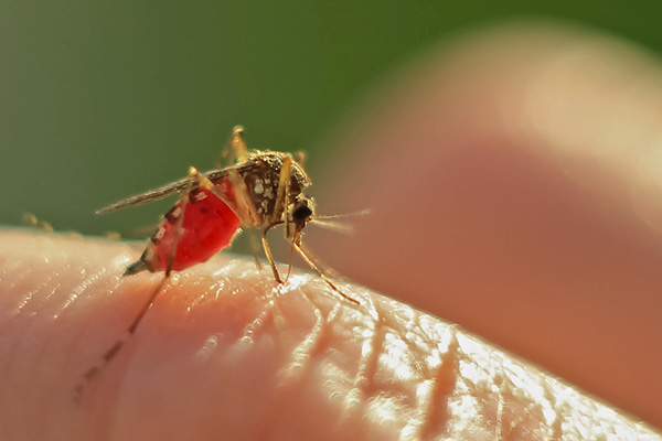 秋天的蚊子为何更猛？原因解析及预防方法大揭秘！