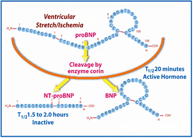 “心”生代NT-proBNP配对抗体与卓越稳定的校准品蛋白原料上市！