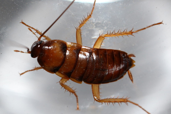 怎样使用最有效的方法来对蟑螂进行消杀？