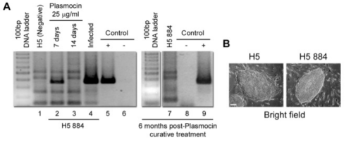 Plasmocin® Treatment （ant-mpt）可用于干细胞支原体污染清除
