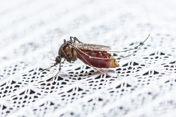 都说冬天灭蚊，效果事半功倍，其根据是什么？ 