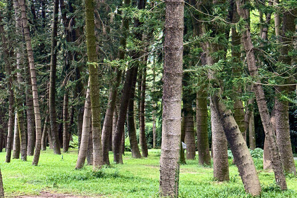 林业有害生物防治资质证书：持证上岗效果有何不同？