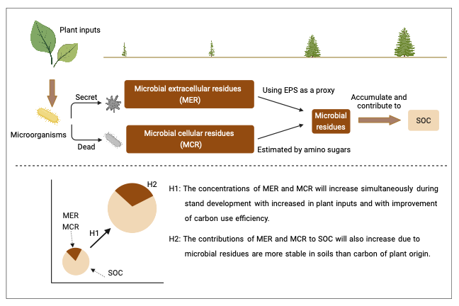 文献解读（2023.11发表）| 人工林长期自然演化过程促进土壤微生物残留物碳的积累：老龄人工林土壤有机碳的固持作用