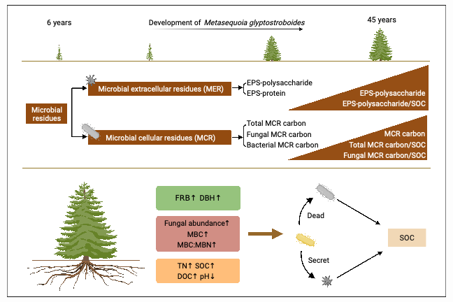 文献解读（2023.11发表）| 人工林长期自然演化过程促进土壤微生物残留物碳的积累：老龄人工林土壤有机碳的固持作用