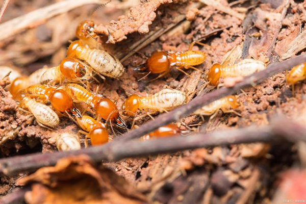 做好秋冬季节白蚁预防，你需要掌握哪些技巧？