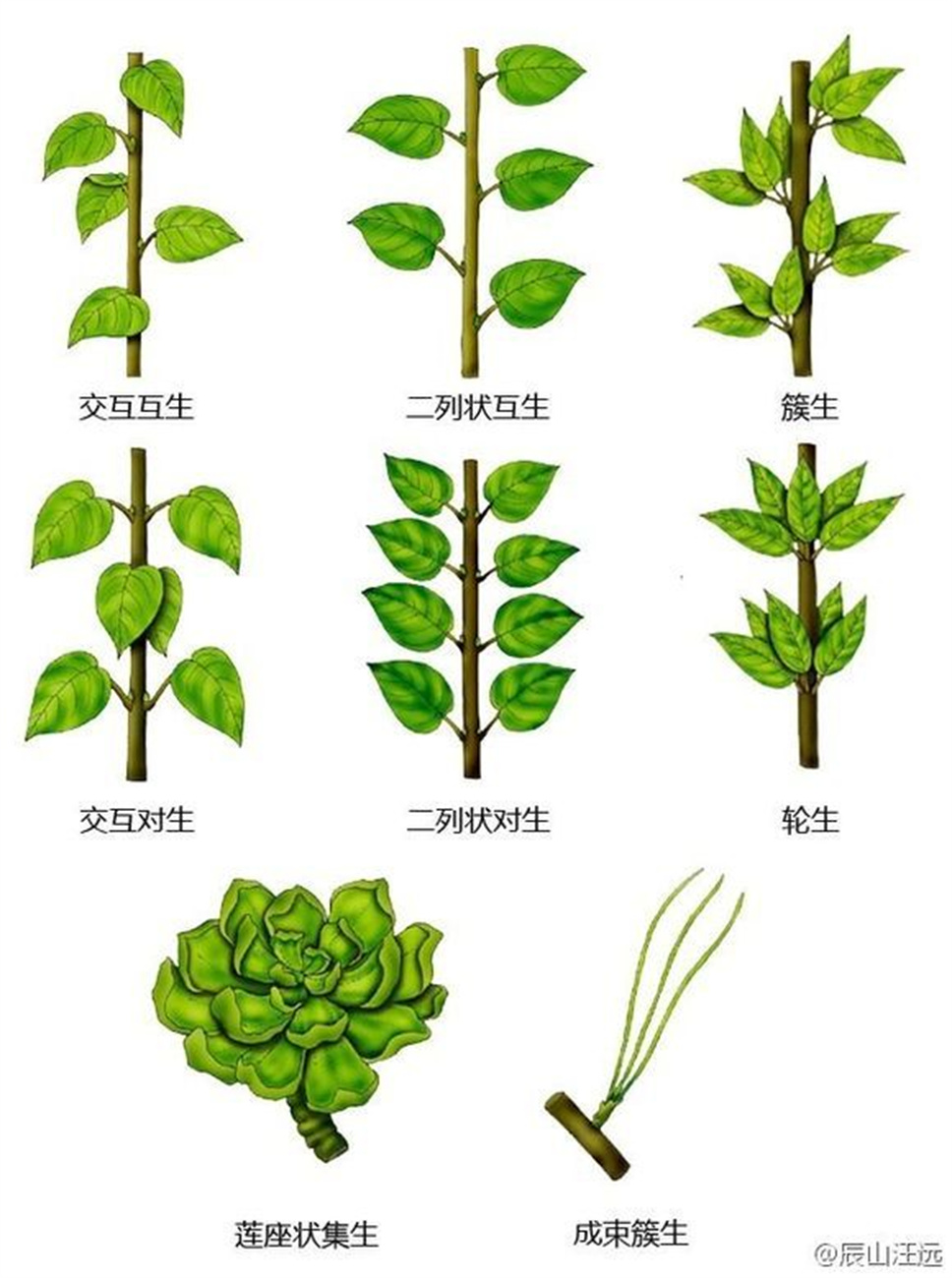 超全植物形态术语资料，园林景观必备！