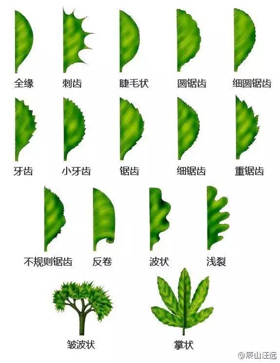 超全植物形态术语资料，园林景观必备！