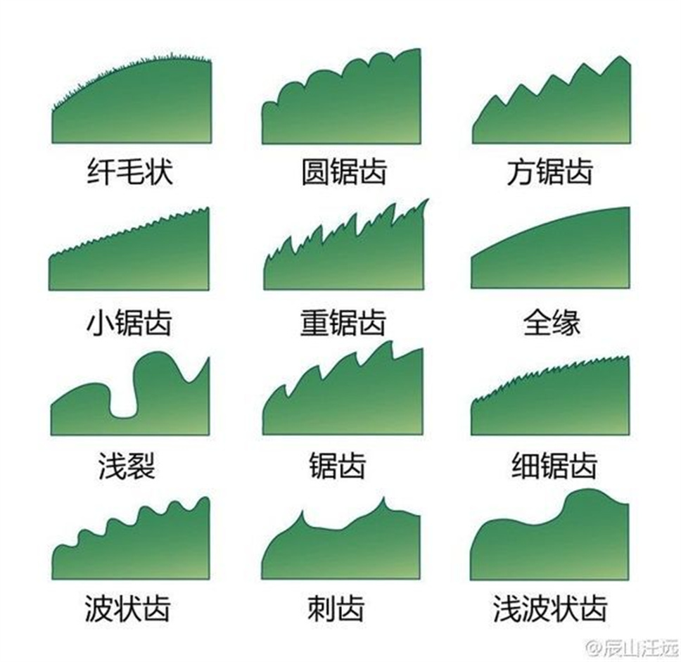 超全植物形态术语资料，园林景观必备！