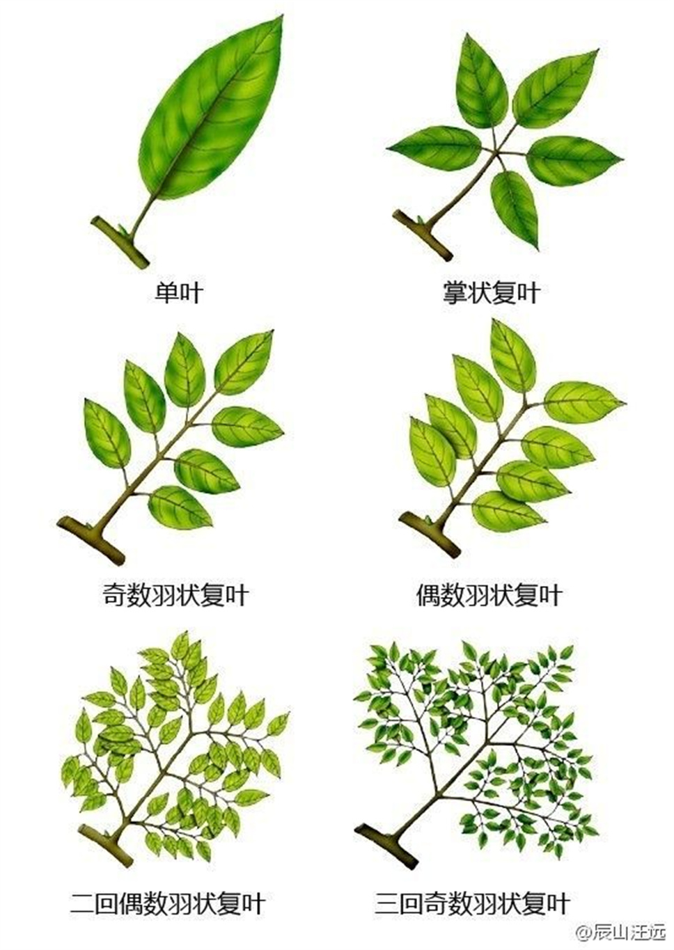 超全植物形态术语资料，园林景观必备！