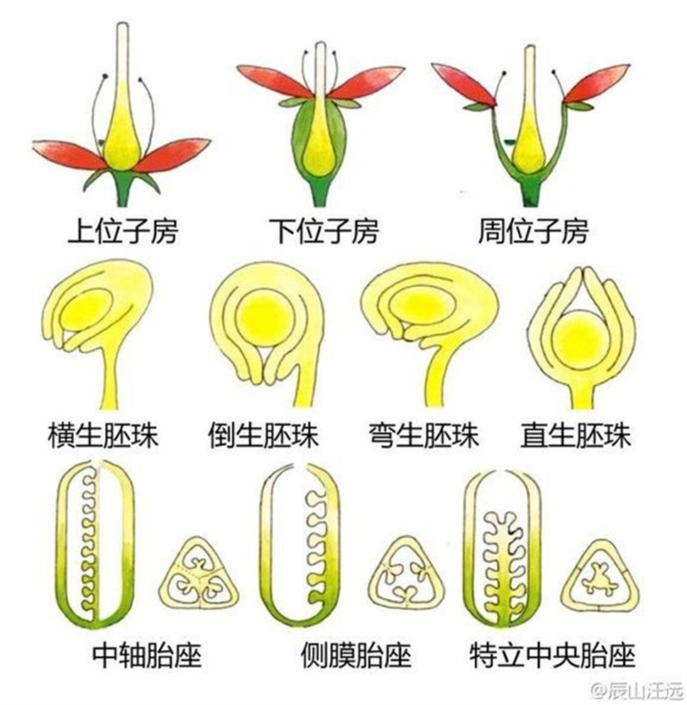 超全植物形态术语资料，园林景观必备！