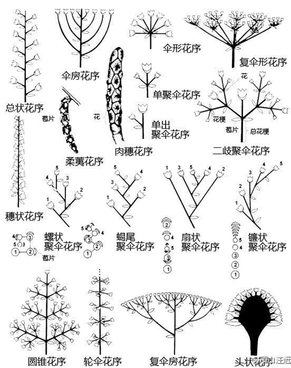 超全植物形态术语资料，园林景观必备！