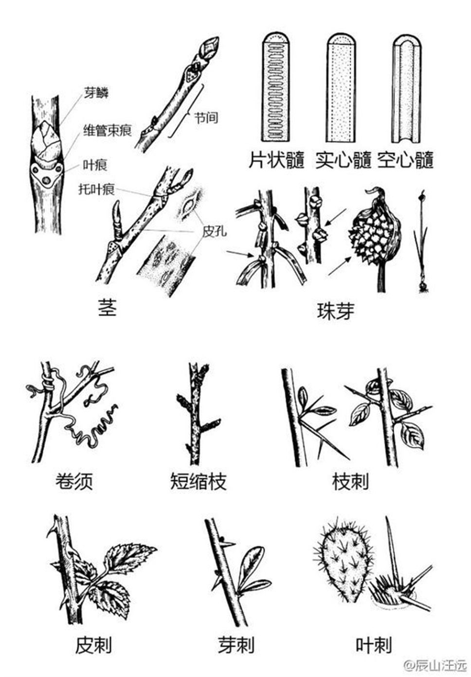 超全植物形态术语资料，园林景观必备！