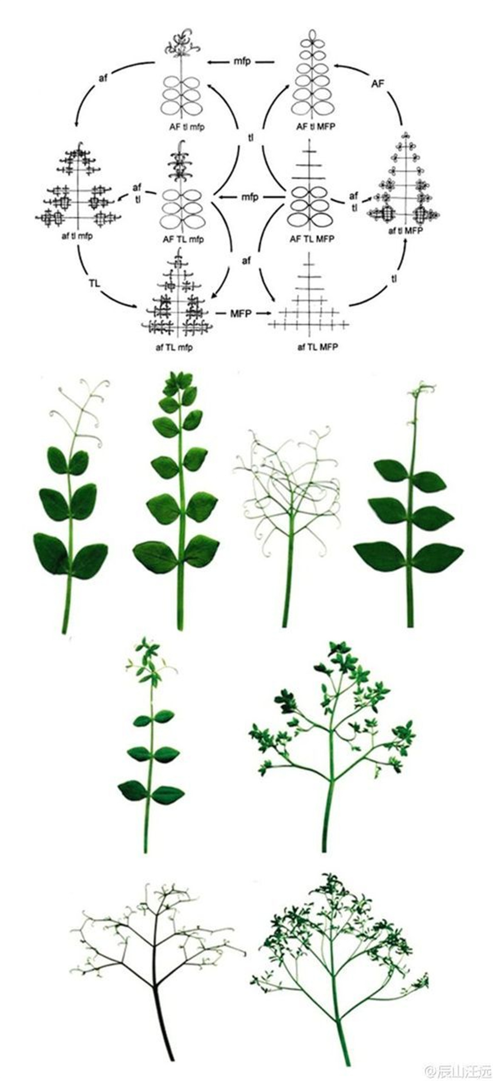 超全植物形态术语资料，园林景观必备！