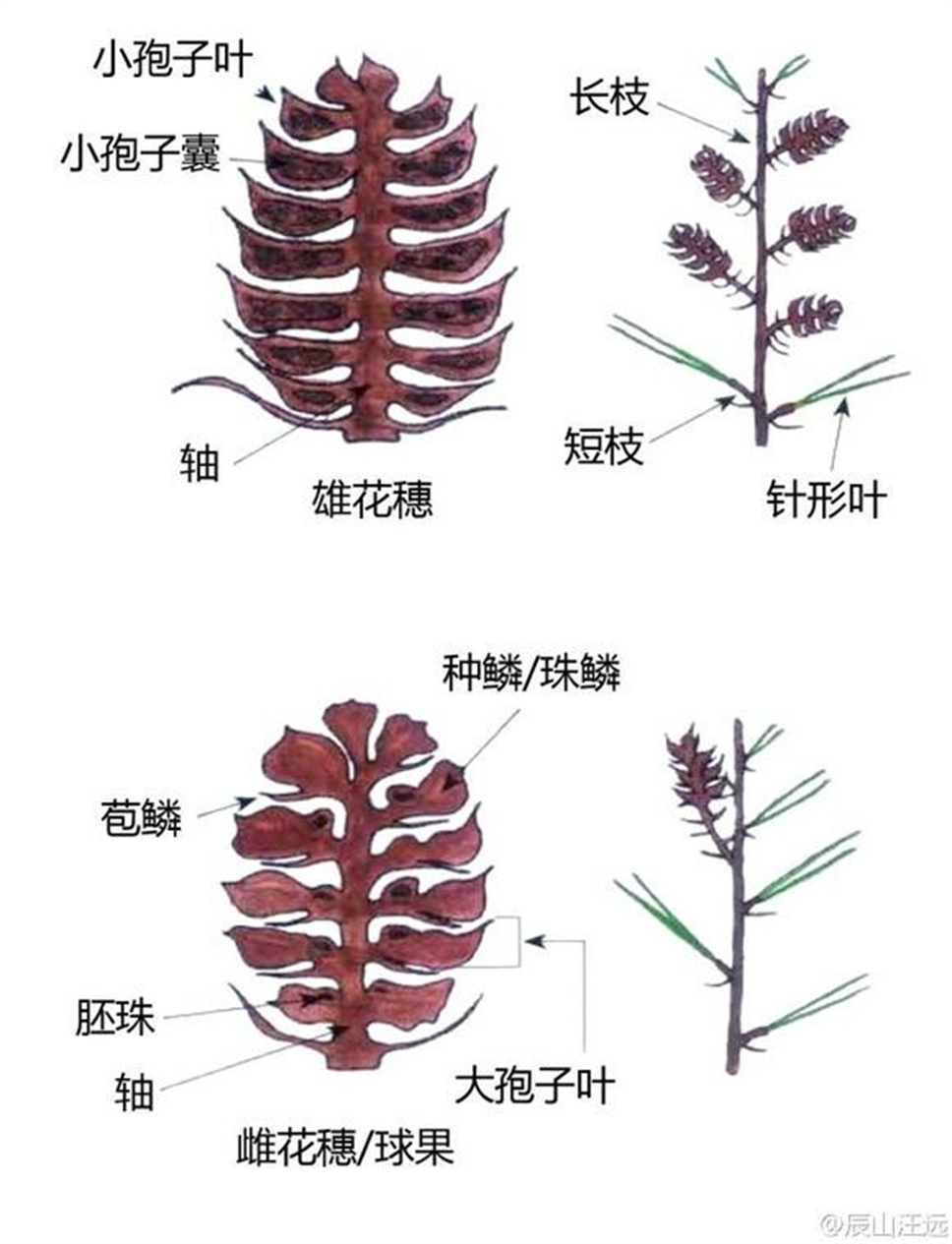 超全植物形态术语资料，园林景观必备！