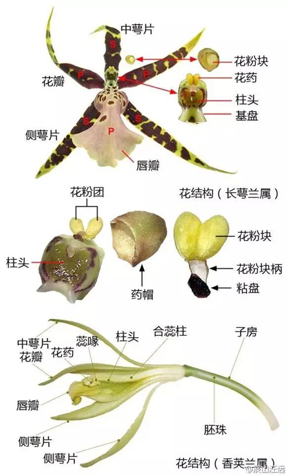 超全植物形态术语资料，园林景观必备！